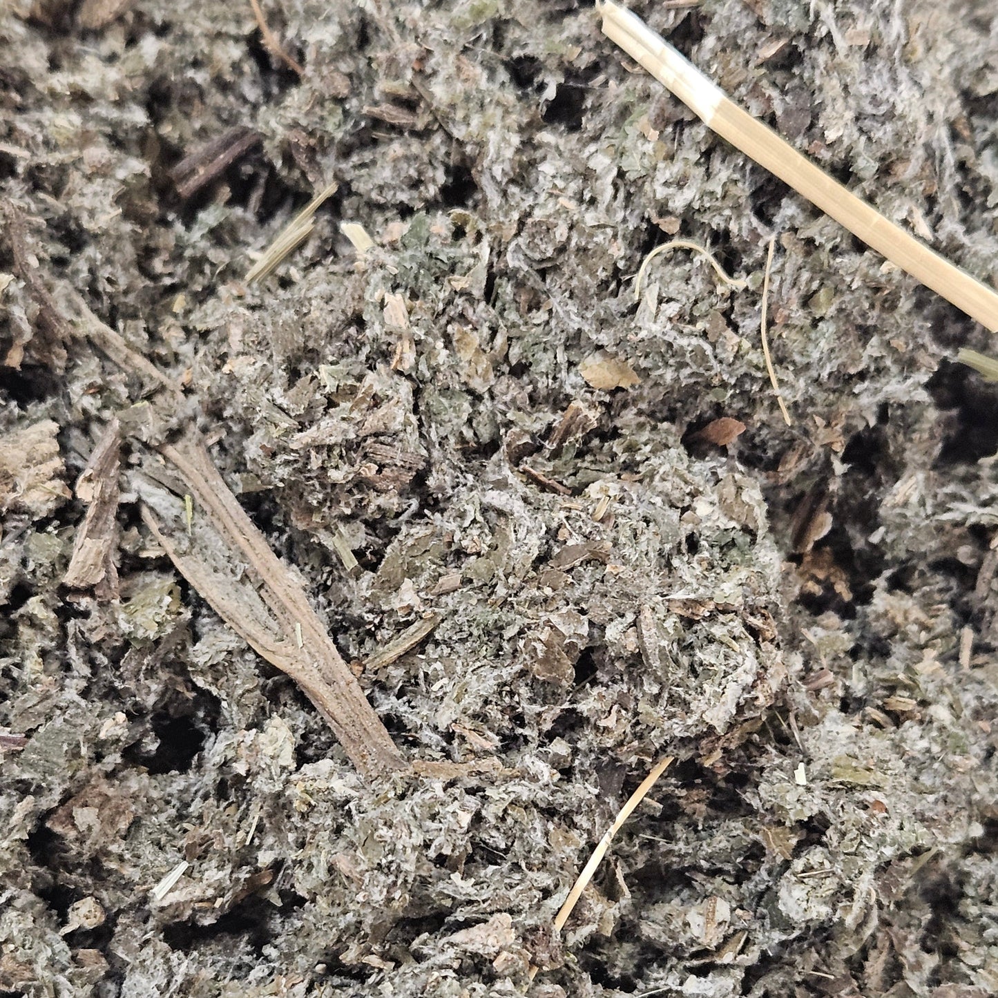Bardane grande bio france feuille coupé ( arctium lappa ) Ma boutique