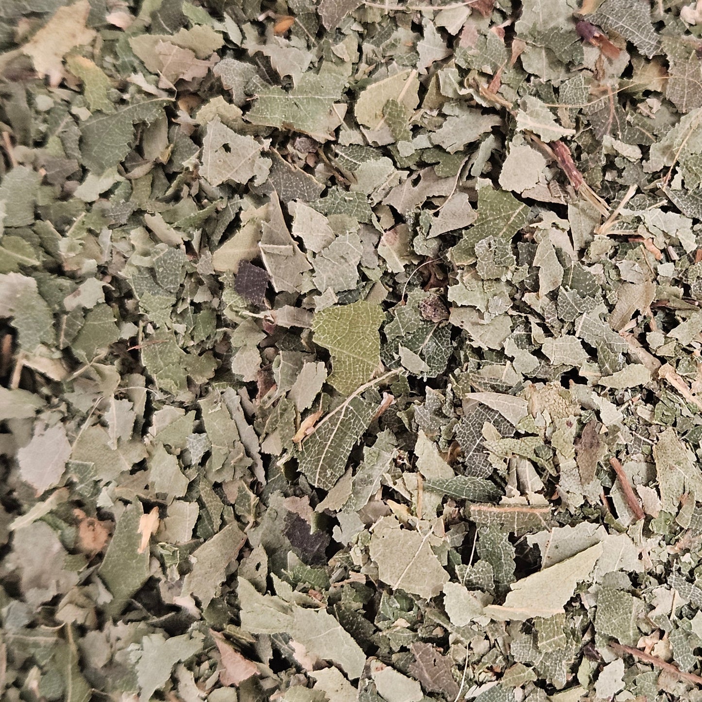 Bouleau feuilles