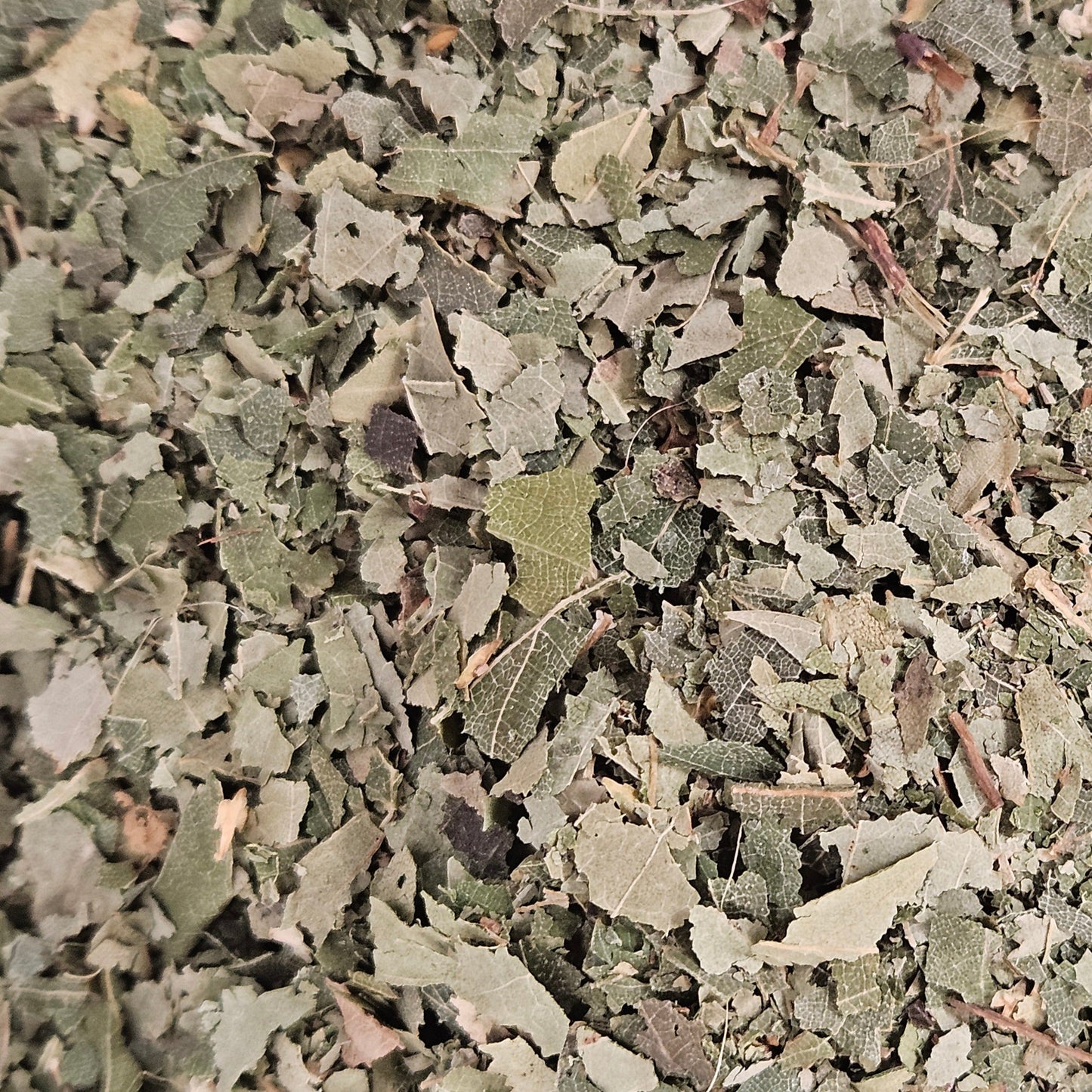 Bouleau feuille coupé ( betula alba ) Ma boutique