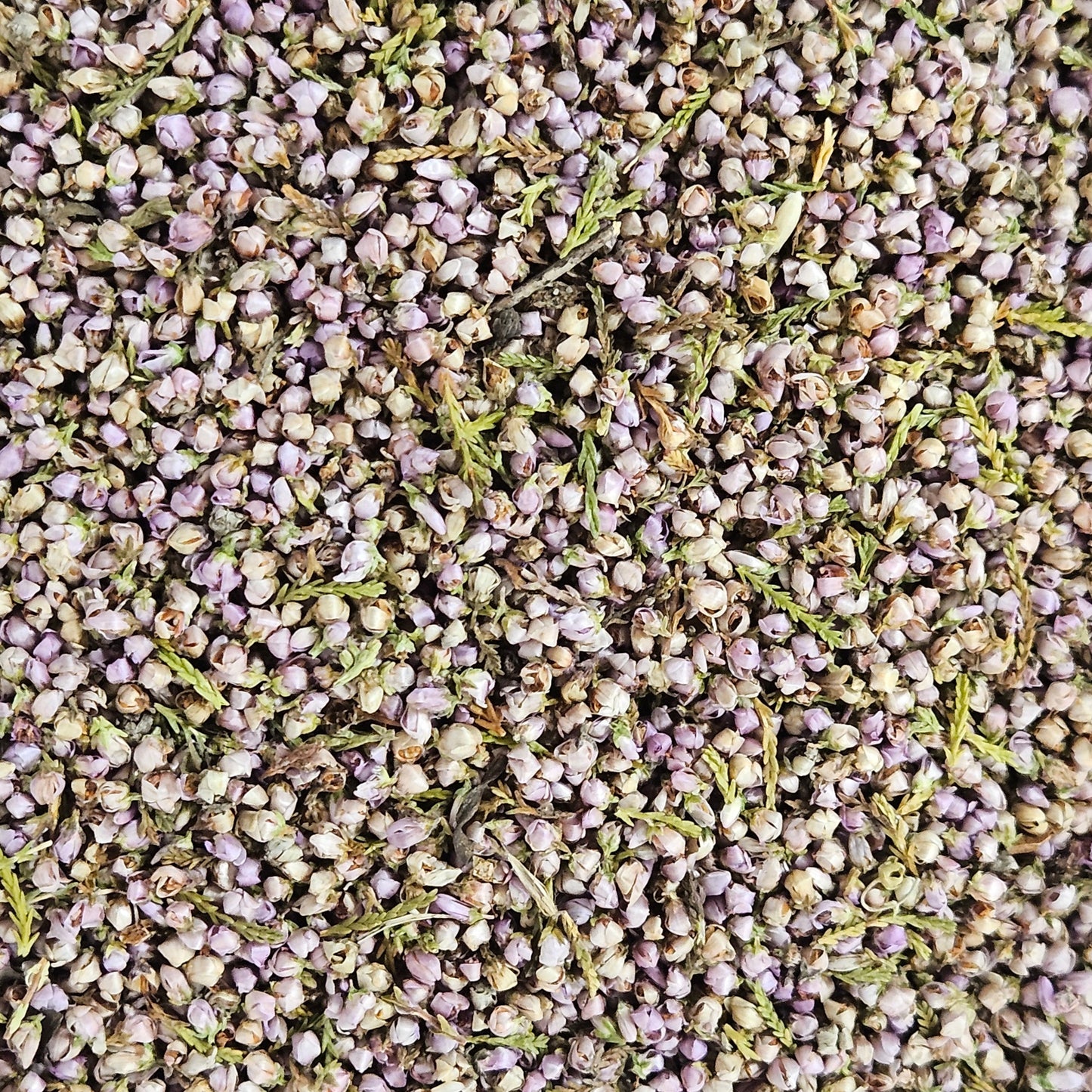 Bruyère fleurs