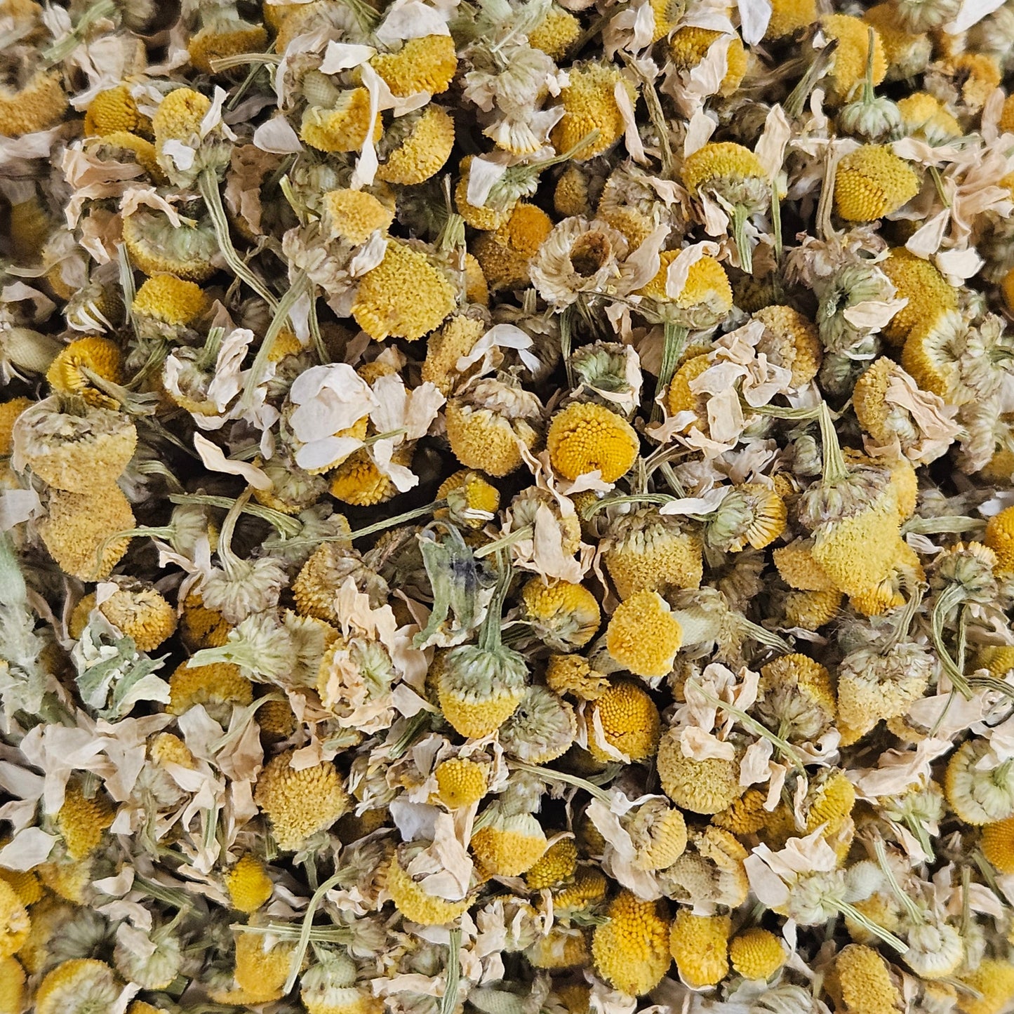 Camomille matricaire fleurs