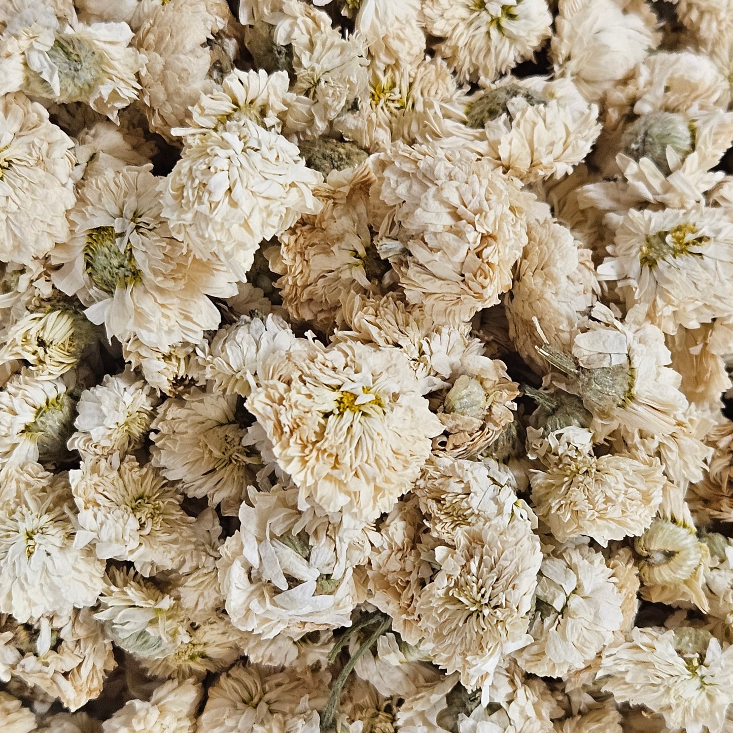 Camomille romaine fleurs