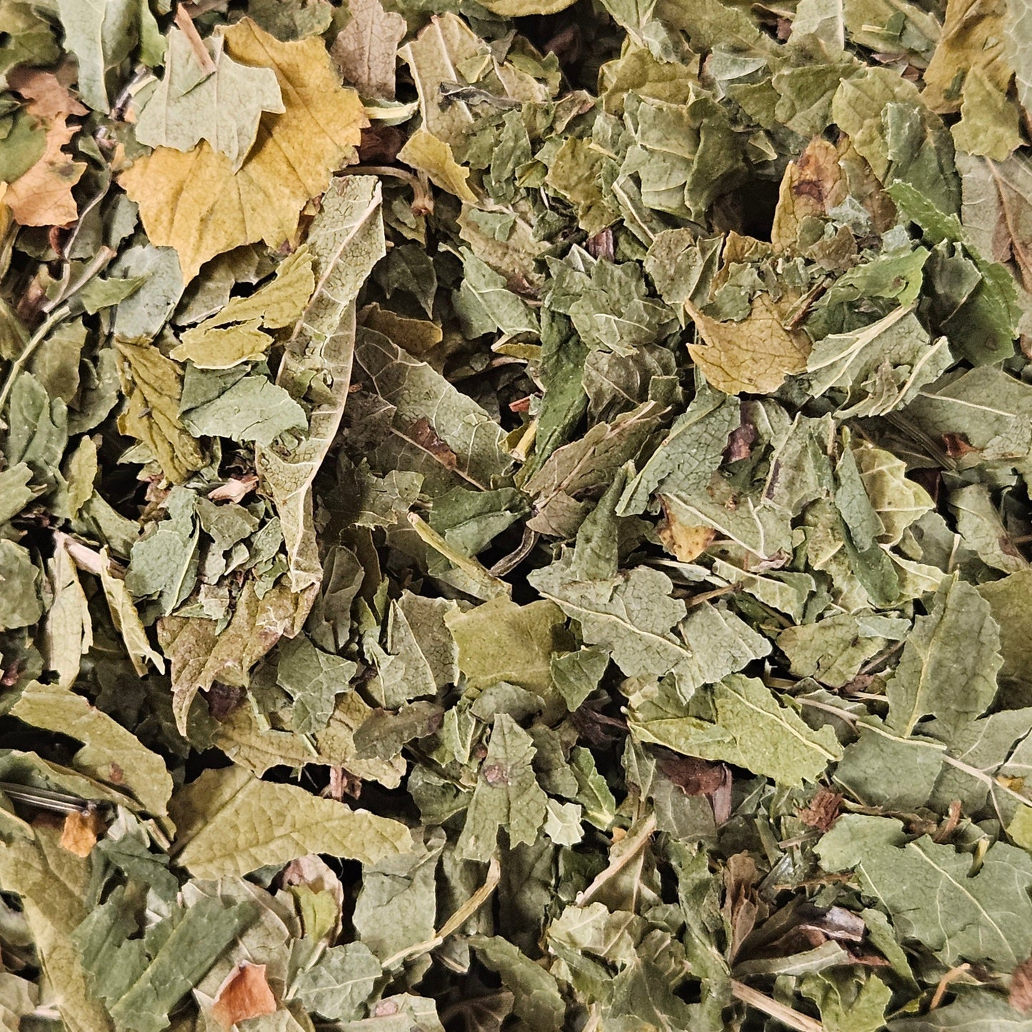 Cassis feuille coupé ( ribes nigrum ) Ma boutique