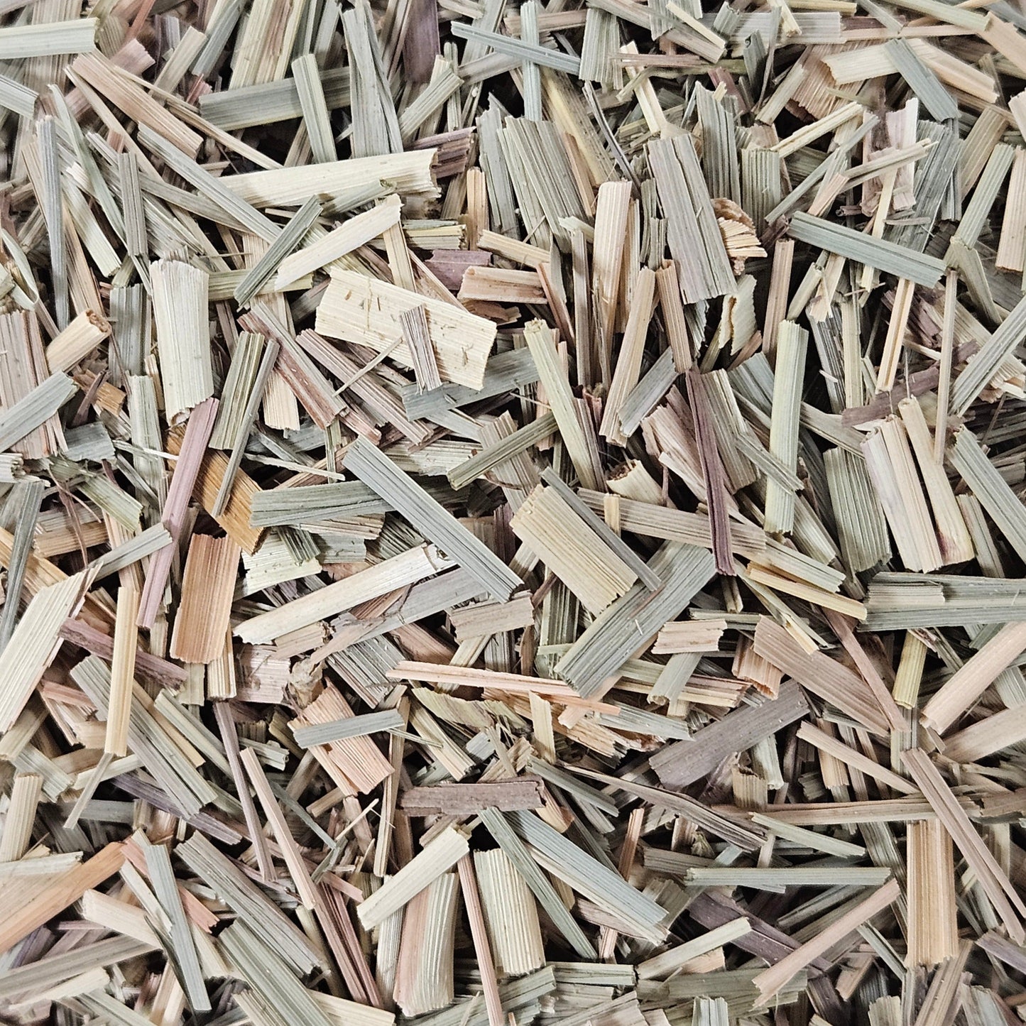 Citronnelle ( lemon grass ) partie aérienne coupé ( cymbopogon citratus flexuosus ) Ma boutique