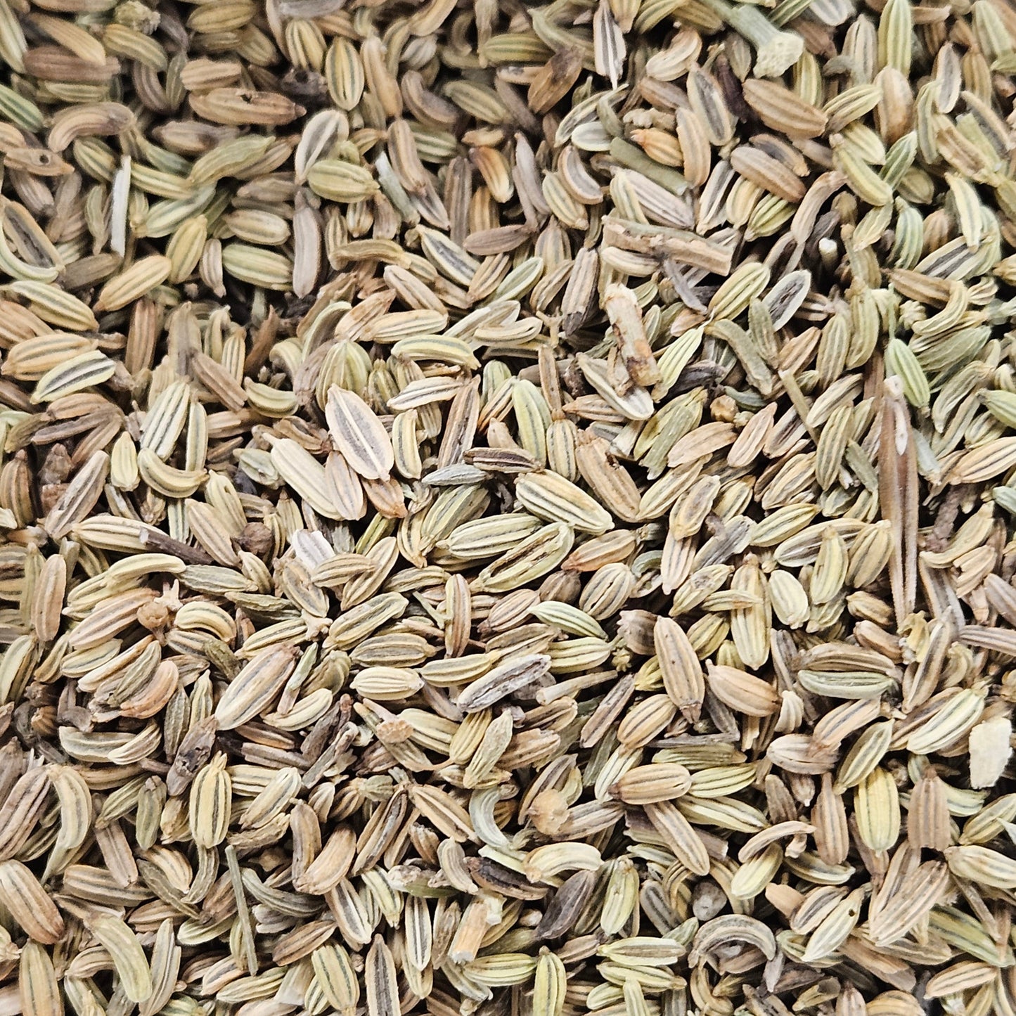 Fenouil graines