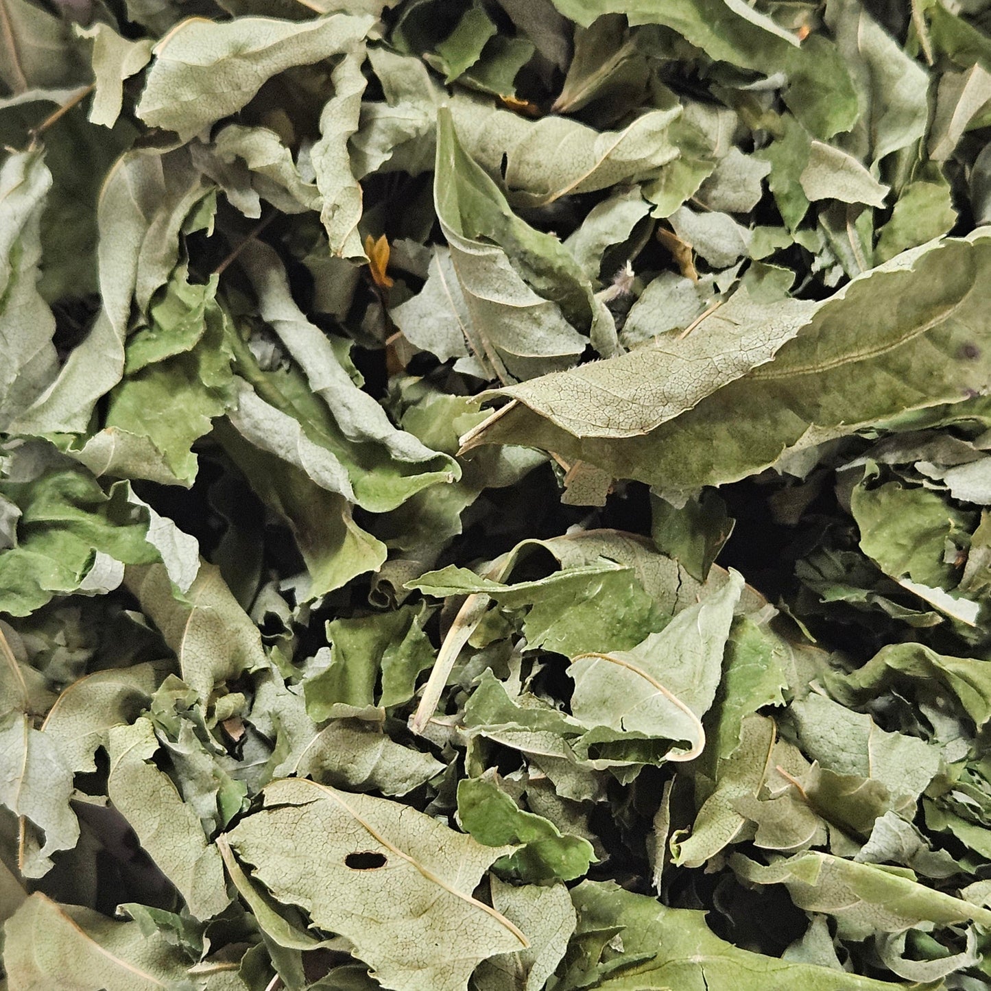 Frêne feuille qualité extra coupé ( fraxinus excelsior ) Ma boutique