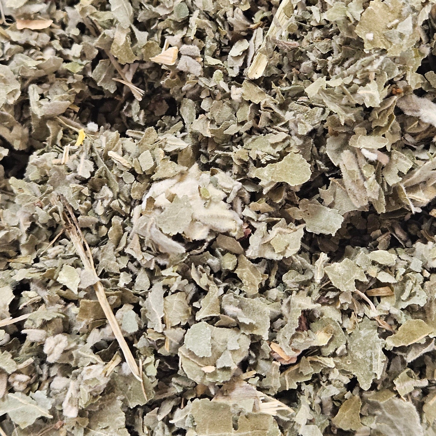 Framboisier feuille coupé ( rubus idaeus ) Ma boutique