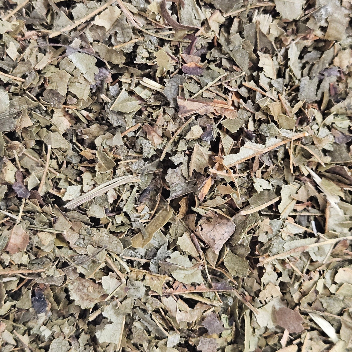 Hamamélis france feuille coupé ( hamamelis virginiana ) Ma boutique