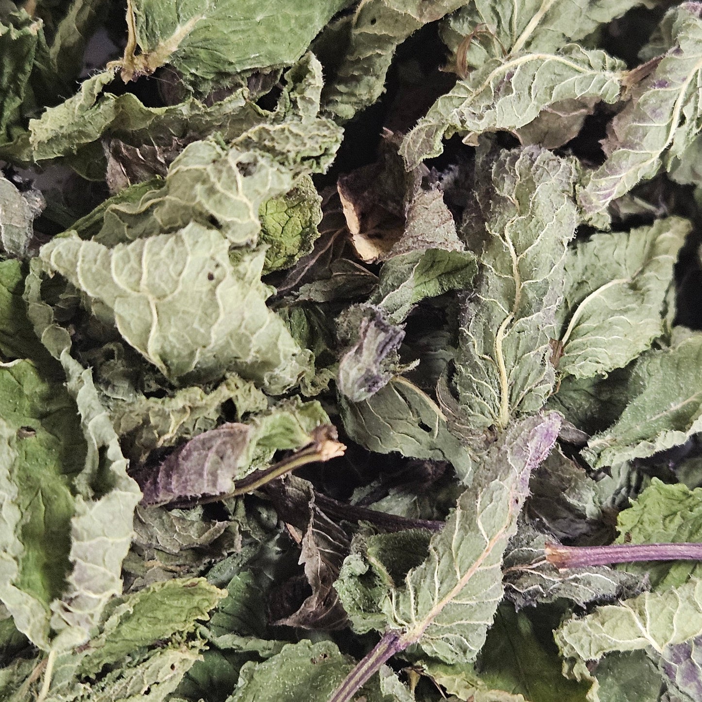 Menthe nanah dite douce feuille entière ( mentha spicata var viridis ) La farigoule mille et une plante