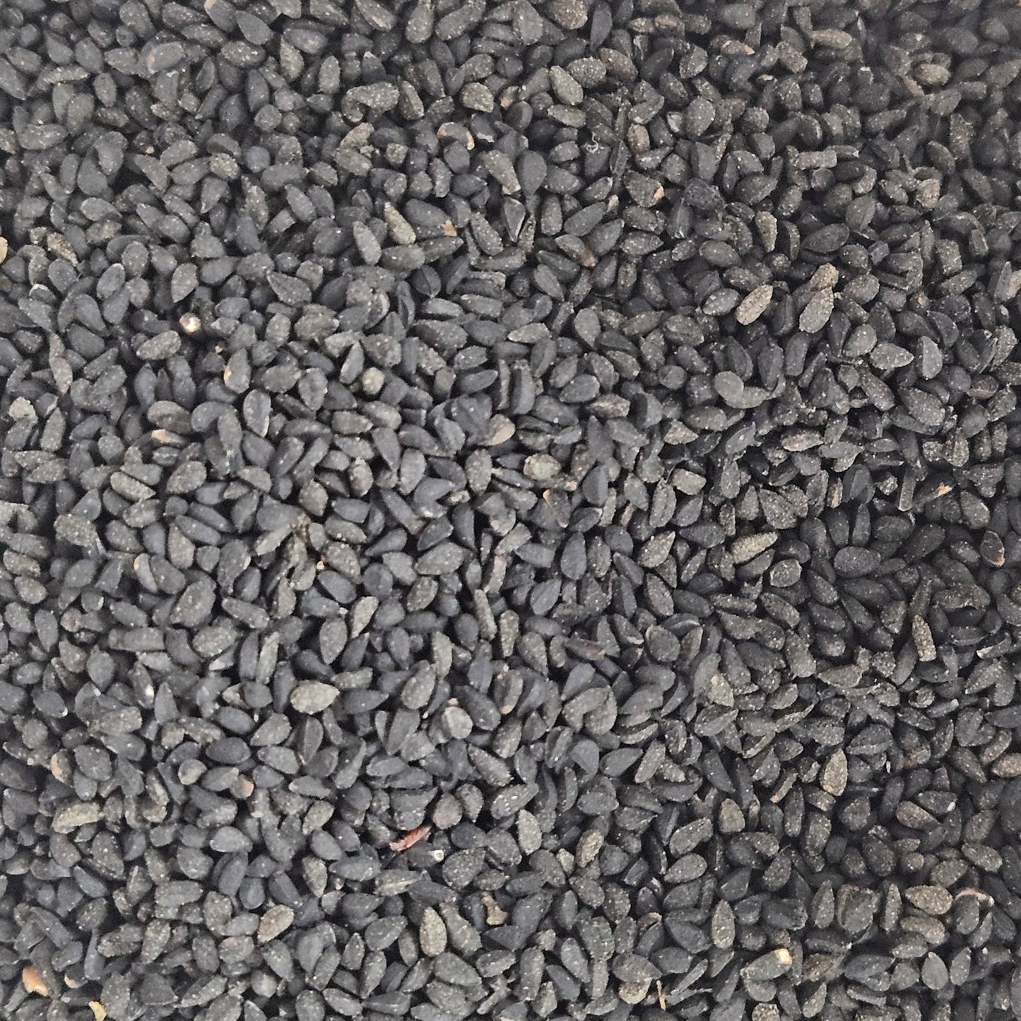 Nigelle ( cumin noir ) graine ( nigella sativa ) Ma boutique