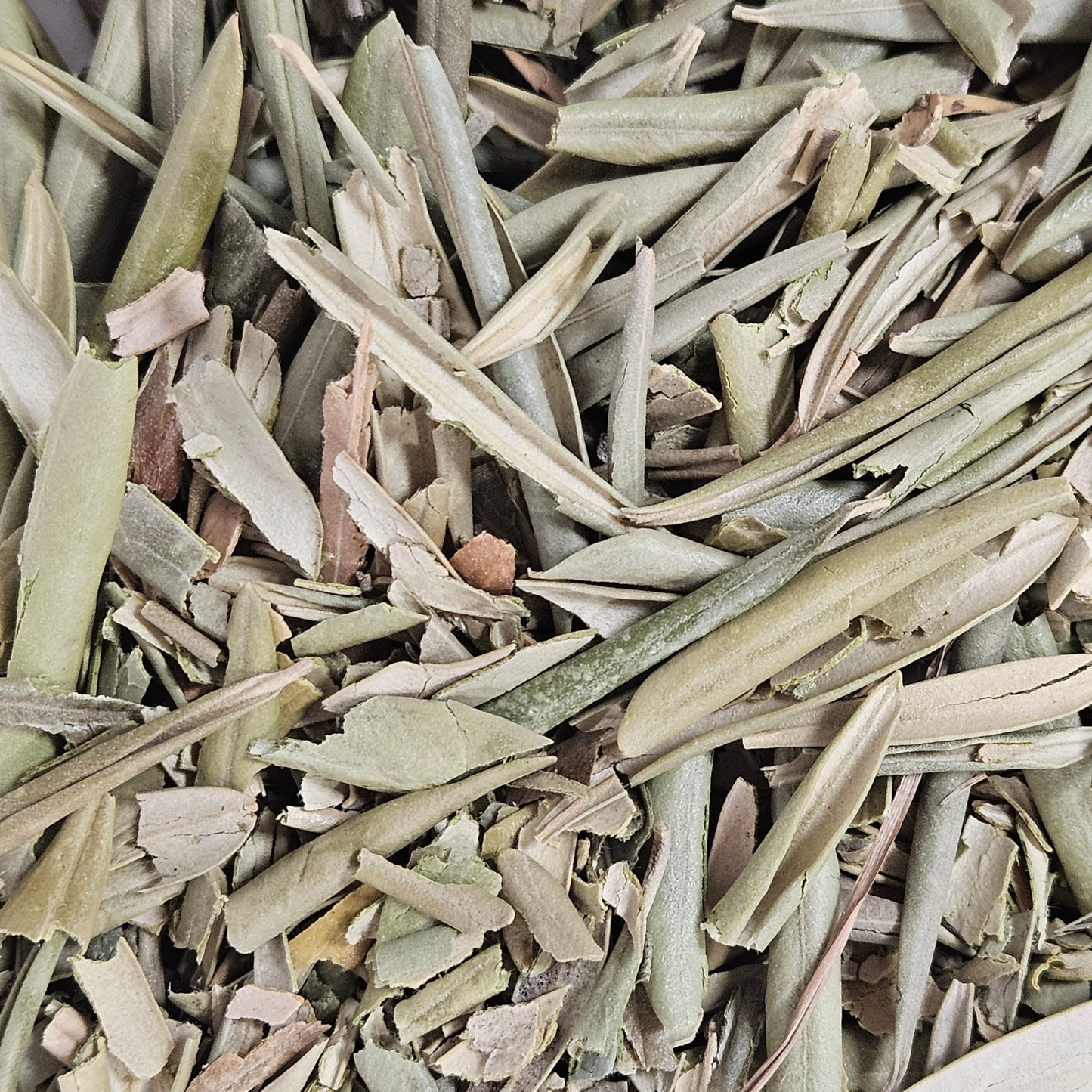 Olivier feuille entière ( olea europaea ) Ma boutique