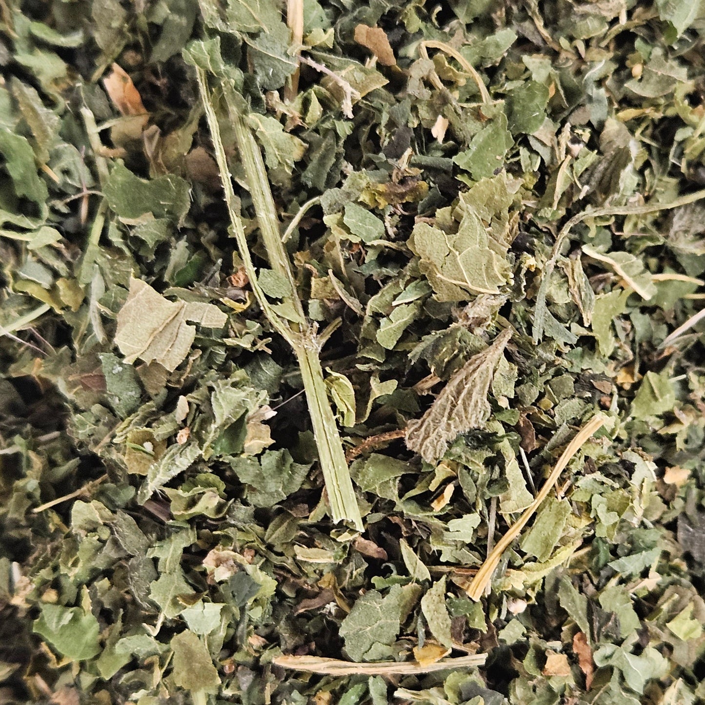 Ortie piquante feuille coupé ( urtica dioica ) Ma boutique