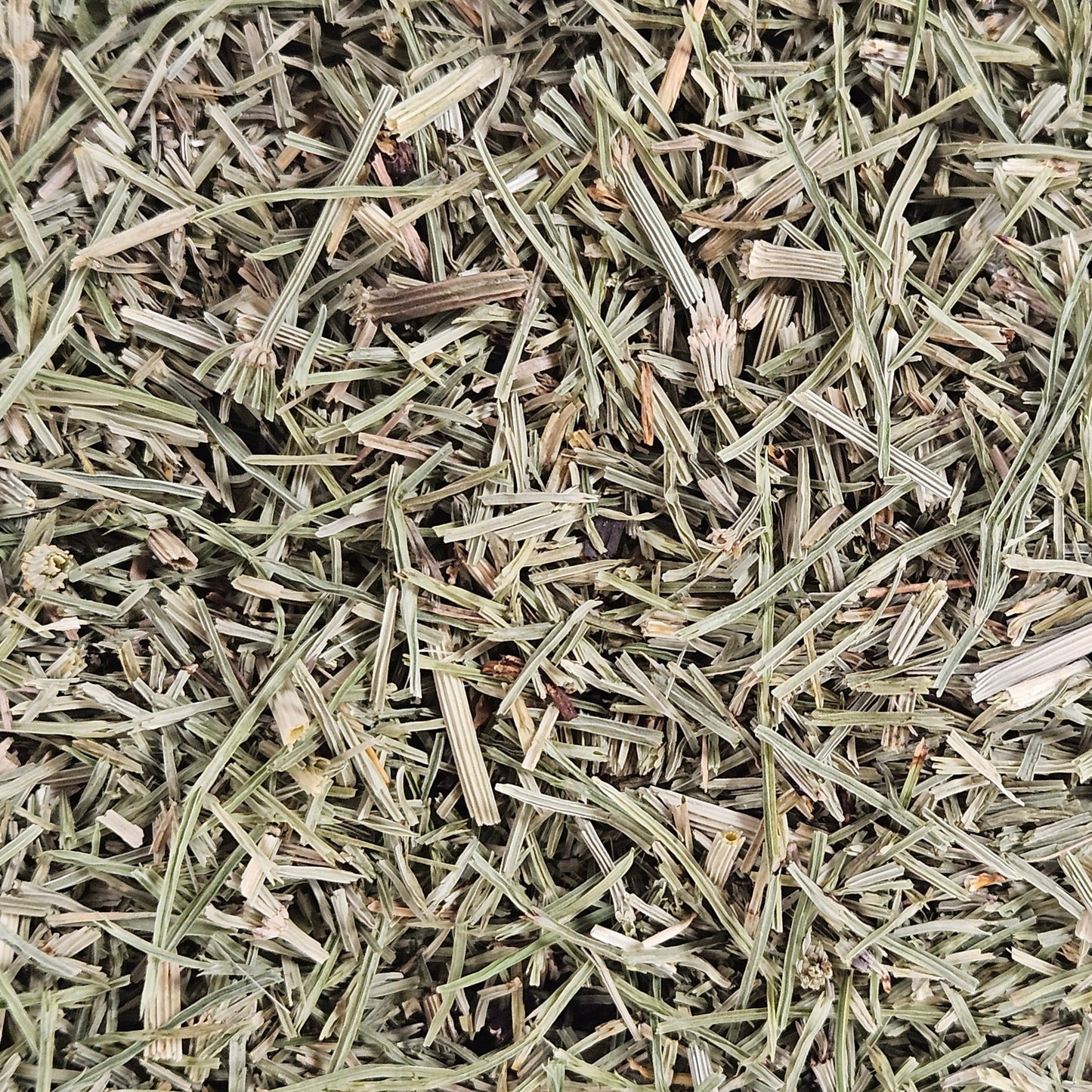 Prêle partie aérienne coupé ( equisetum arvense ) Ma boutique