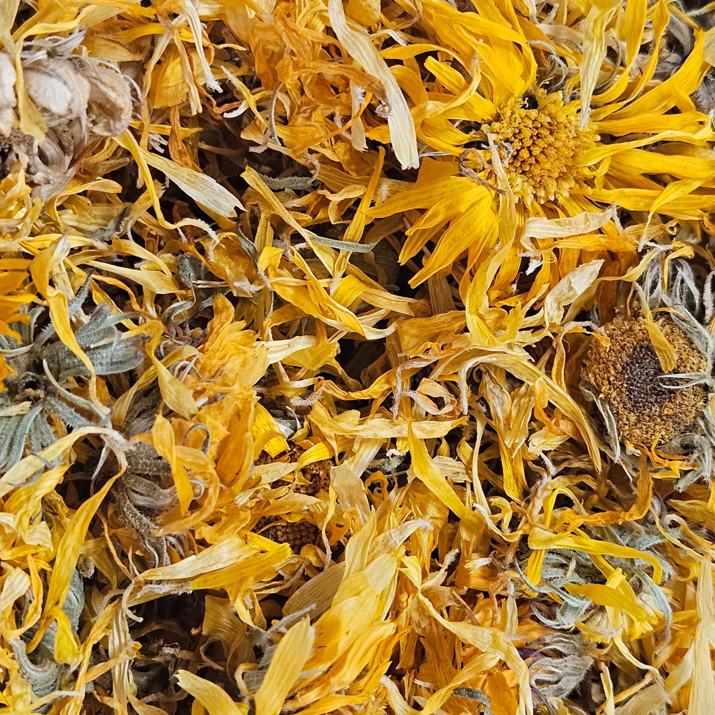 Souci fleur ( calendula officinalis ) Ma boutique