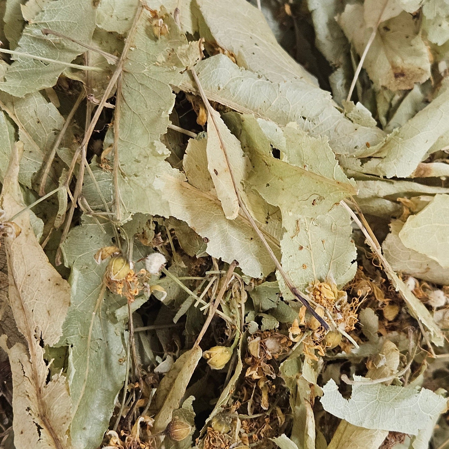 Tilleul officinal carpen bractée bio ( tilia europaea ) Ma boutique