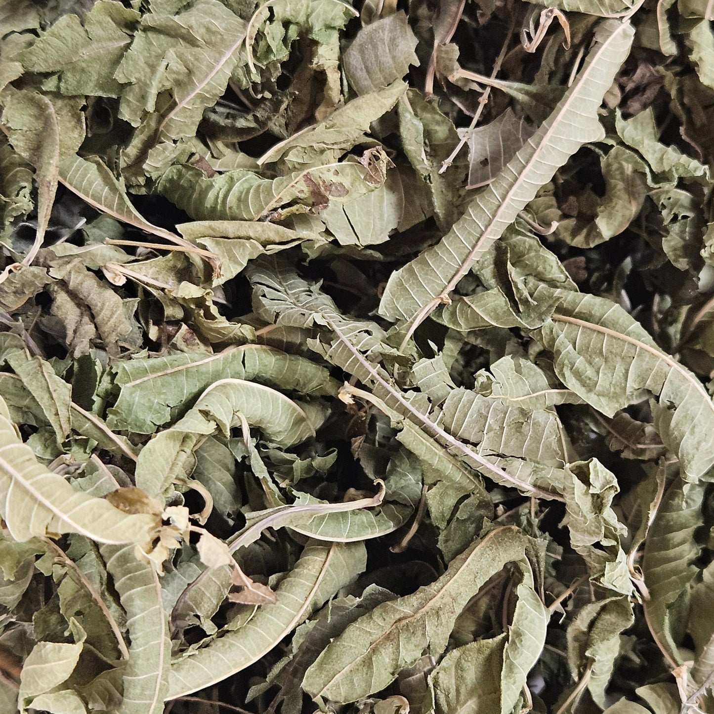 Verveine odorante feuille entière ( lippia citriodora ) Ma boutique