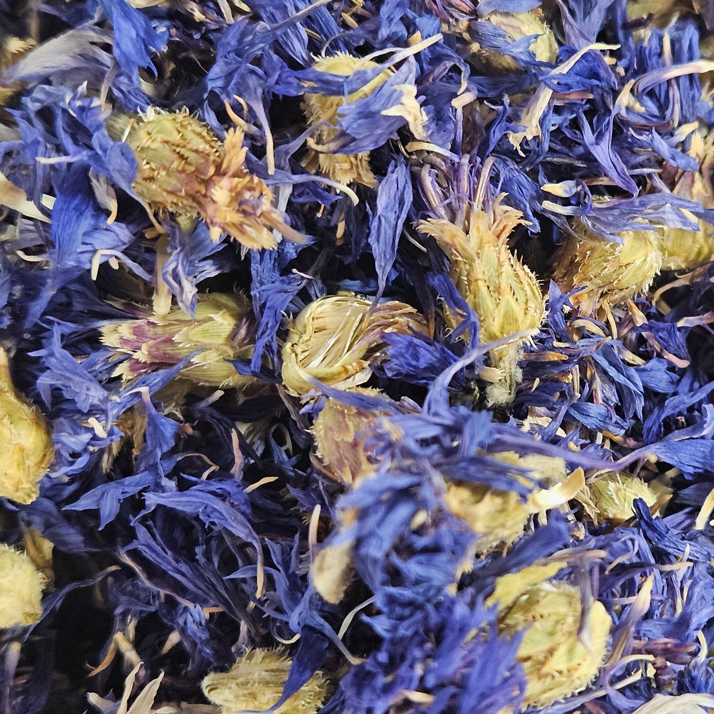 Bleuet bleu fleur ( centaurea cyanas ) Ma boutique