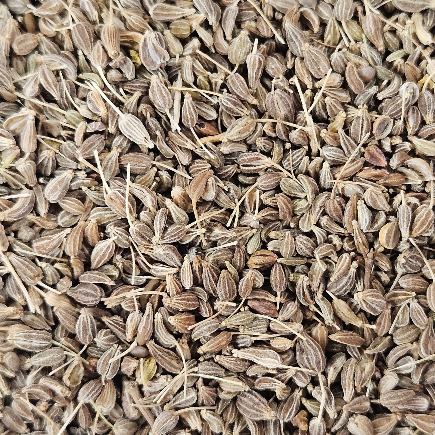 Anis vert d'Espagne fruit