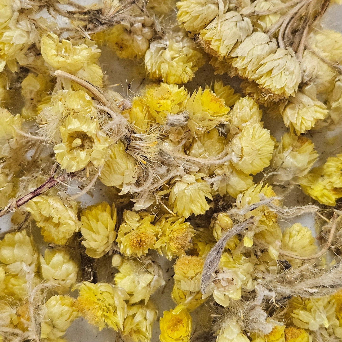 Immortelle ( hélicryse ) fleur jaune (helichrysum arenarium ) Ma boutique