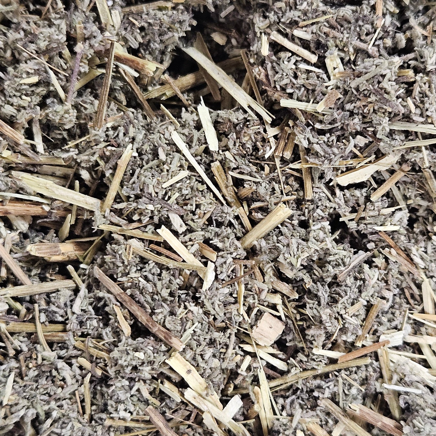 Absinthe petite sommité coupé ( artemisia pontica ) La farigoule mille et une plante