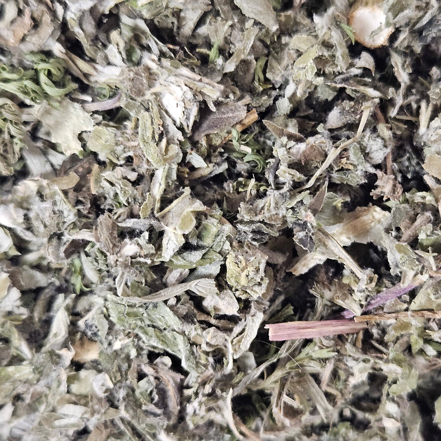 Armoise vulgaire partie aérienne coupé ( artemisia vulgaris ) La farigoule mille et une plante