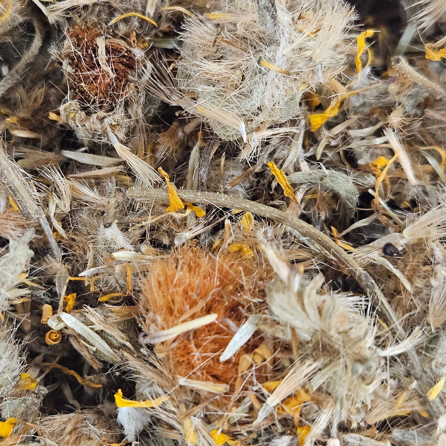 Arnica ( heteroteca ) capitule floral ( heteroteca inuloides ) La farigoule mille et une plante