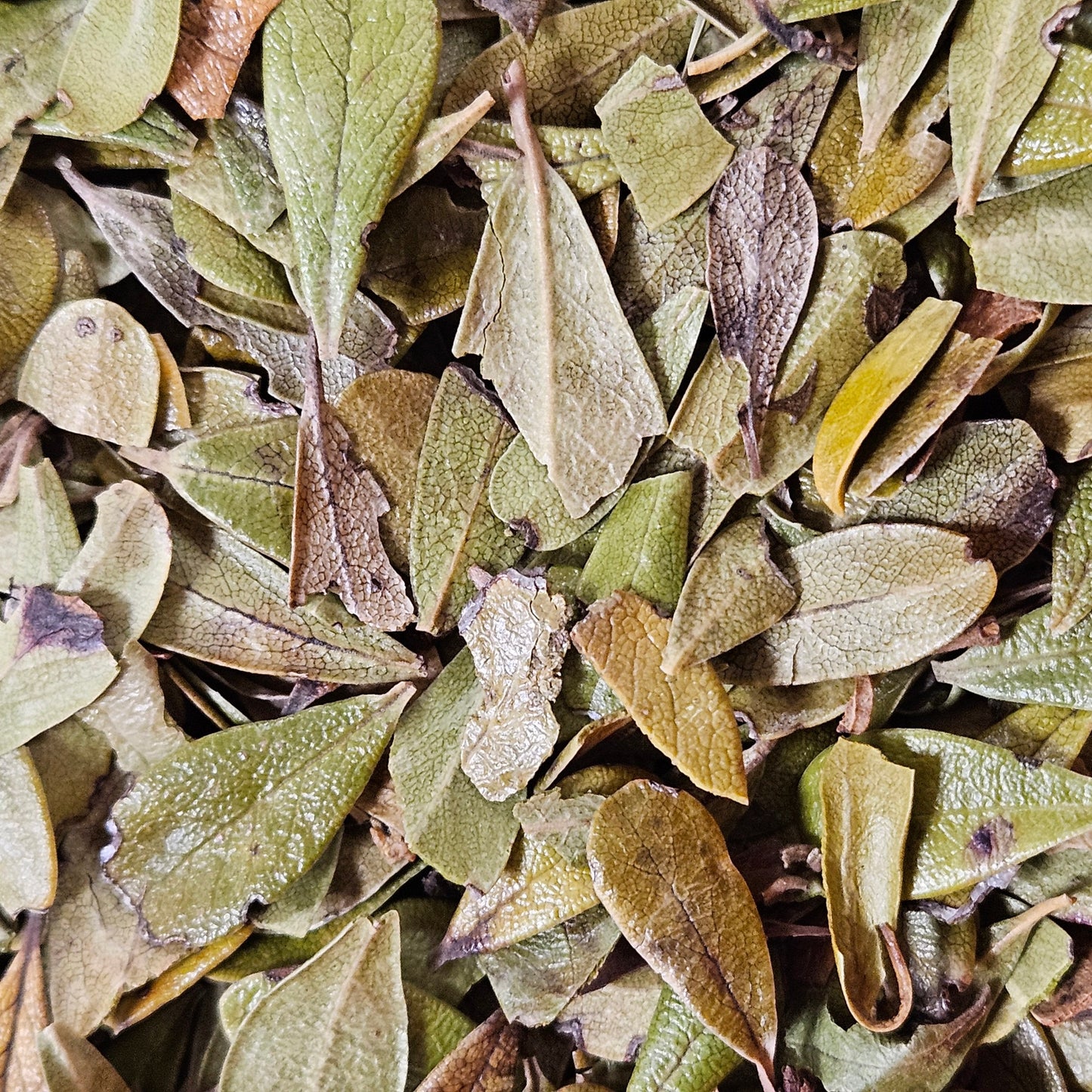Busserole ( uva ursi ) feuille entière ( arctostaphylos uva ursi ) La farigoule mille et une plante