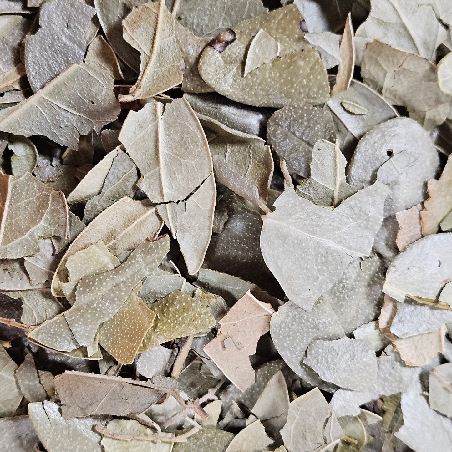 Boldo feuille entière triée ( peumus boldus ) La farigoule mille et une plante