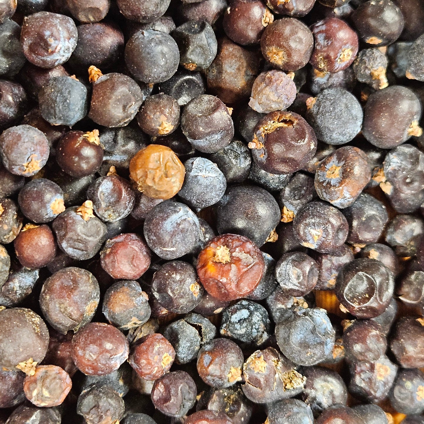 Genévrier baie ( juniperus communis ) La farigoule mille et une plante