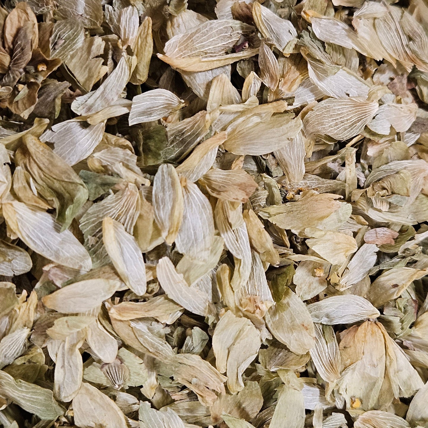 Houblon cône coupé ( humulus lupulus ) La farigoule mille et une plante