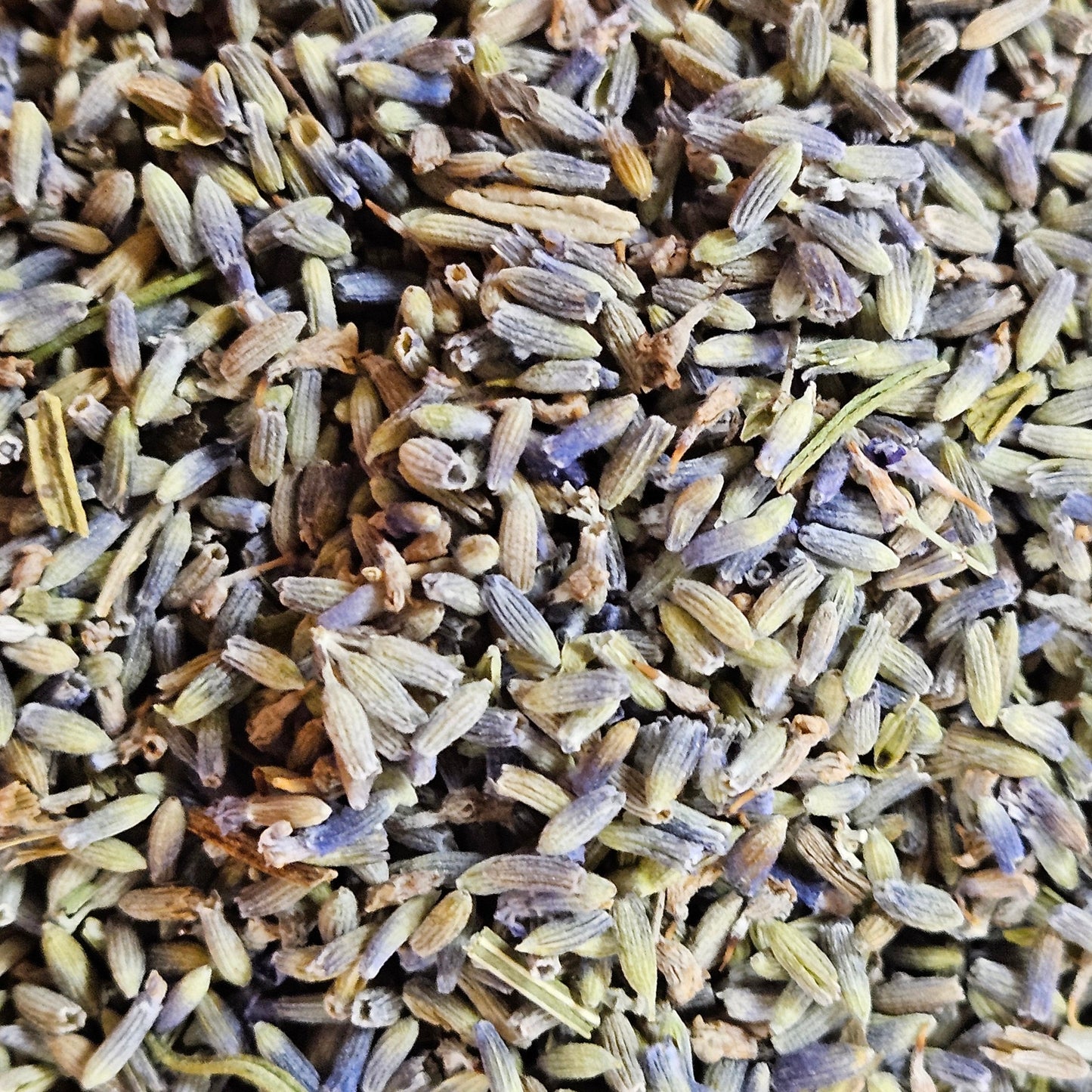 Lavandin fleur france ( lavandula hybride ) La farigoule mille et une plante