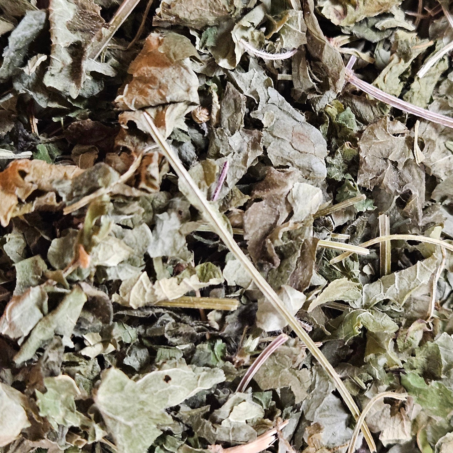 Lierre terrestre feuilles
