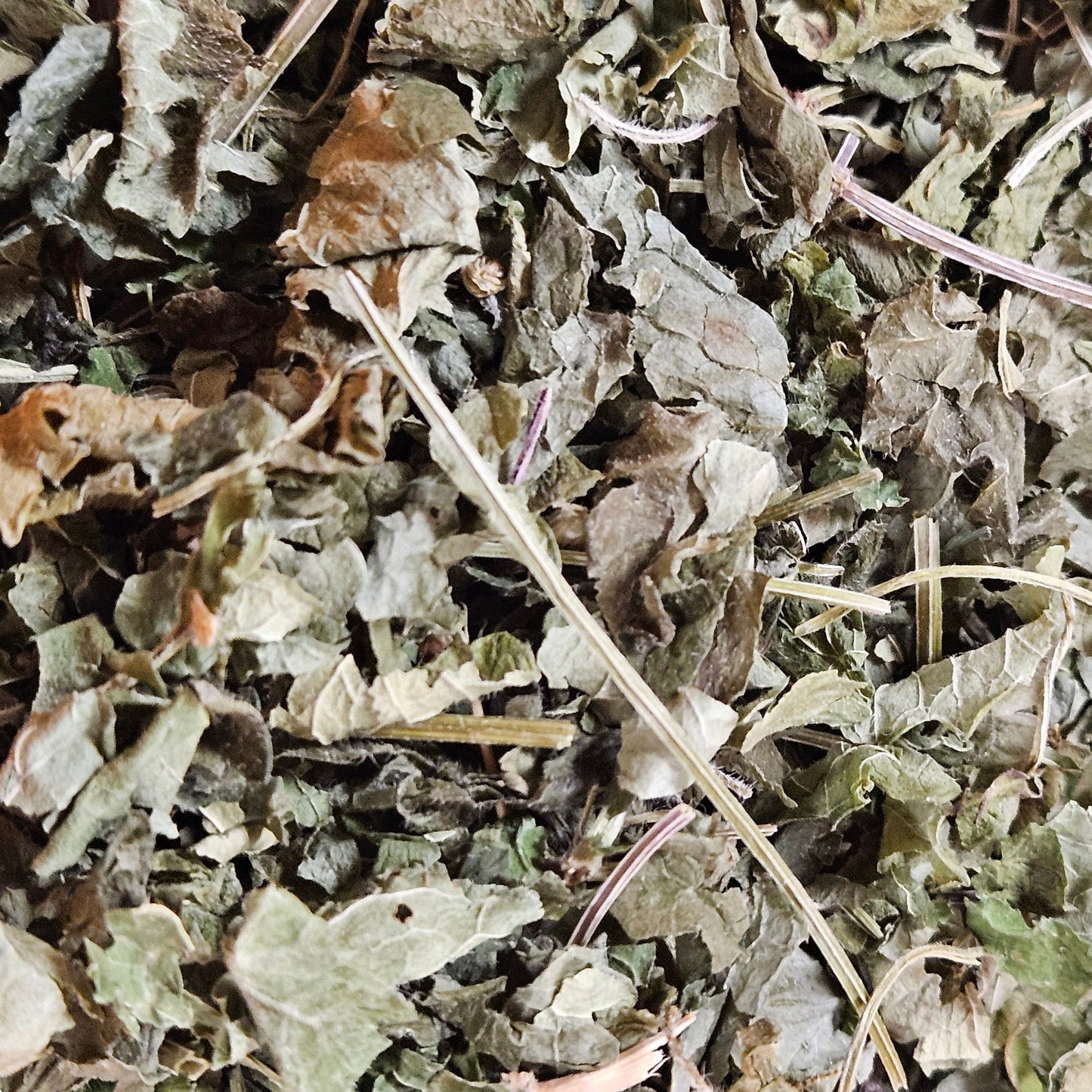 Lierre terrestre parties aérienne coupé ( glechoma hederacea ) La farigoule mille et une plante