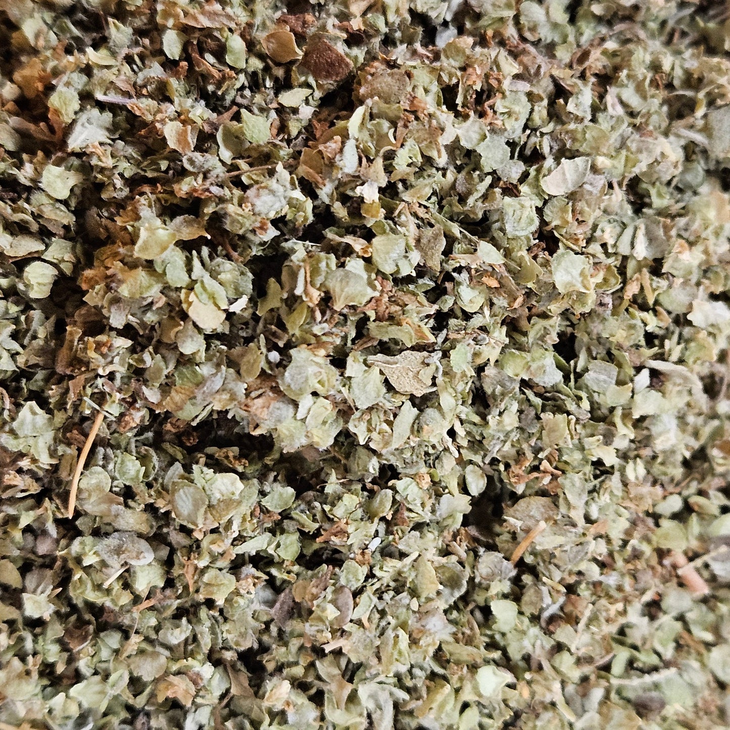 Marjolaine feuille coupé ( origanum majorana ) La farigoule mille et une plante
