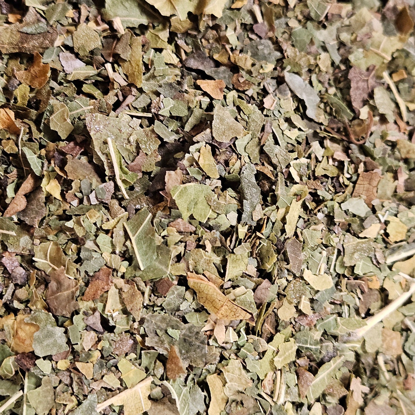 Mûrier feuilles
