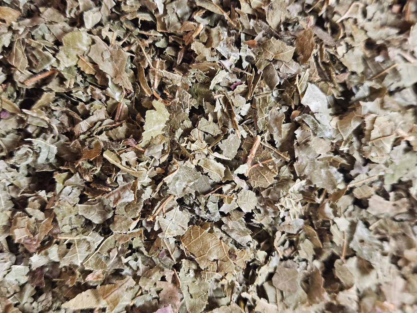 Ronce feuille coupé ( rubus fruticosus ) La farigoule mille et une plante