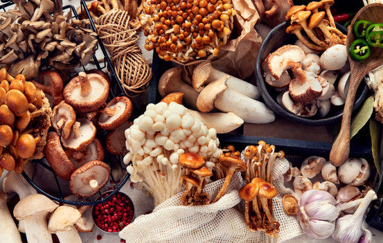 Mycothérapie