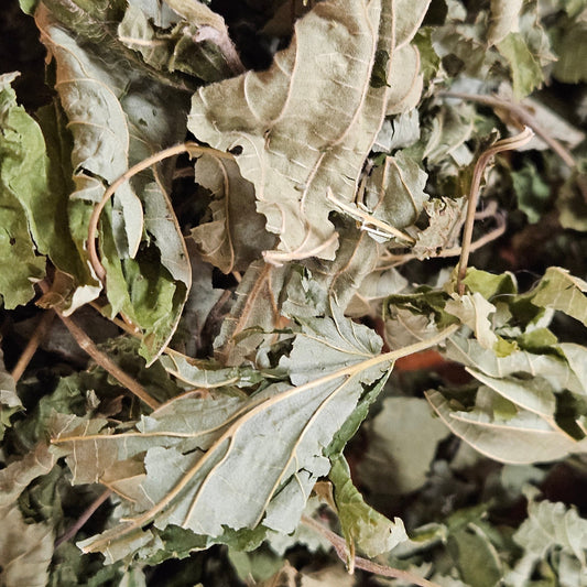 Noisetier feuilles