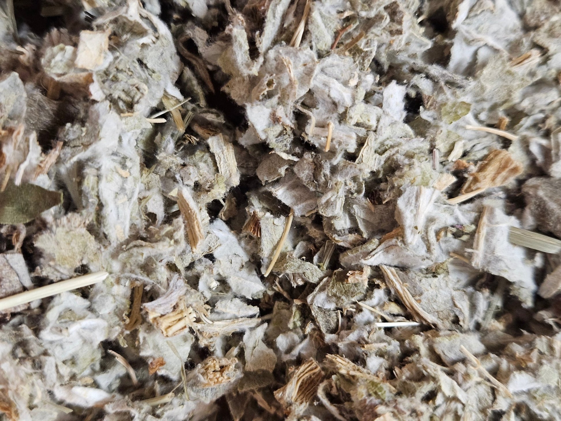 Artichaut ( cardon ) feuille coupé ( cynara cardunculus ) - La farigoule mille et une plante