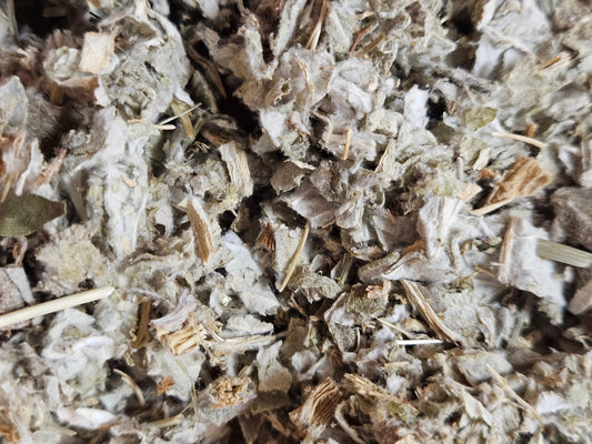 Artichaut ( cardon ) feuille coupé ( cynara cardunculus ) - La farigoule mille et une plante