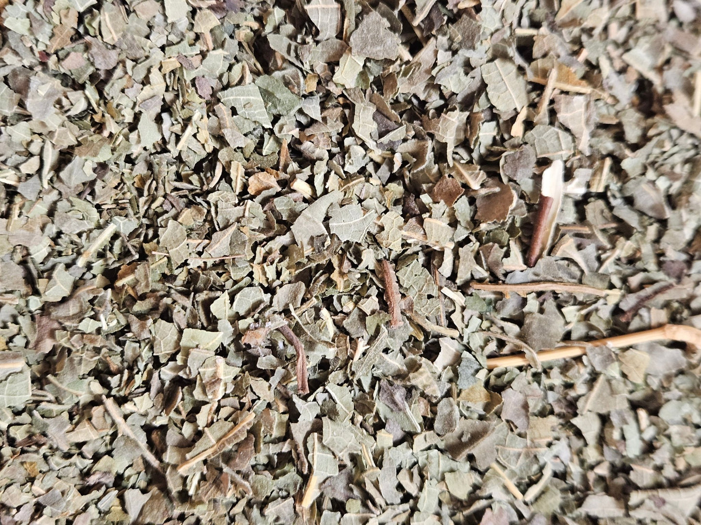 Figuier feuille coupé ( ficus carica ) - La farigoule mille et une plante