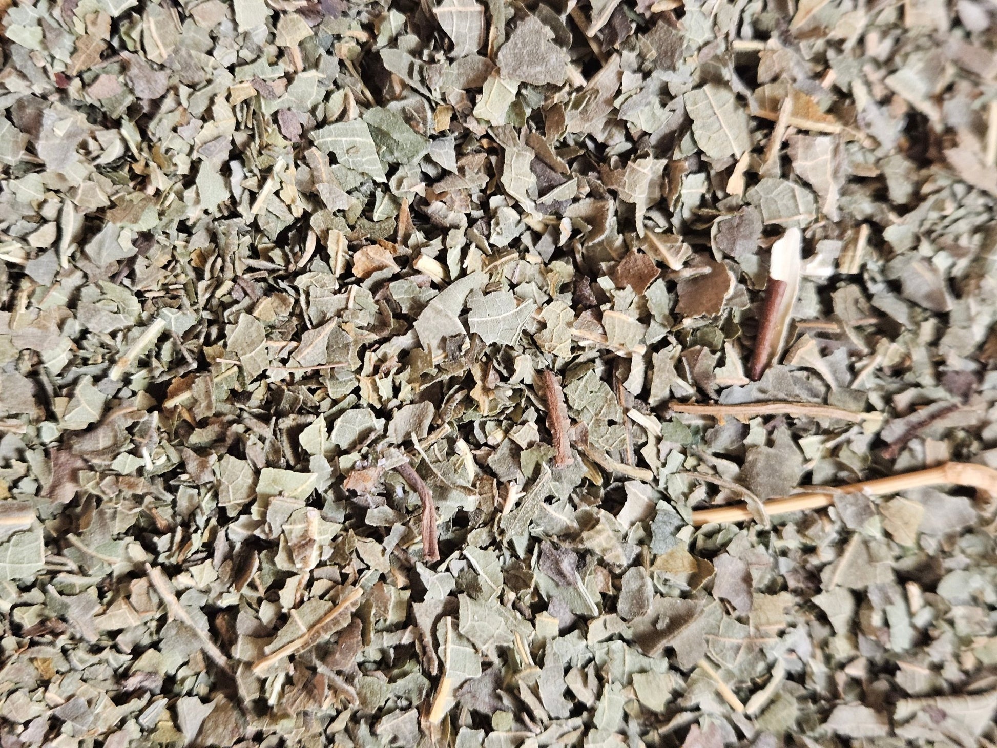 Figuier feuille coupé ( ficus carica ) - La farigoule mille et une plante