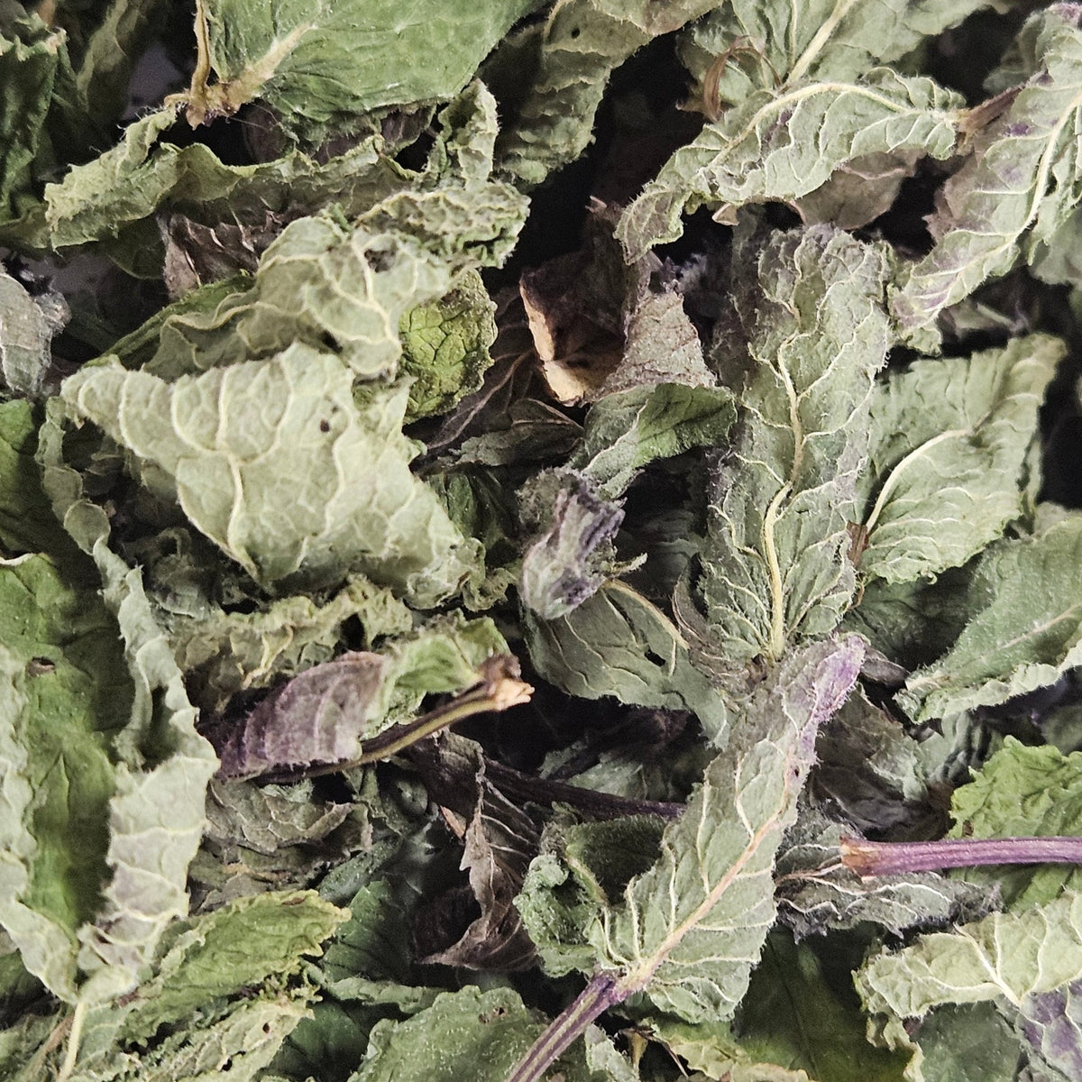 Menthe nanah dite douce feuille entière ( mentha spicata var viridis ) - La farigoule mille et une plante