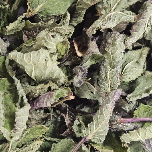 Menthe nanah dite douce feuille entière ( mentha spicata var viridis ) - La farigoule mille et une plante