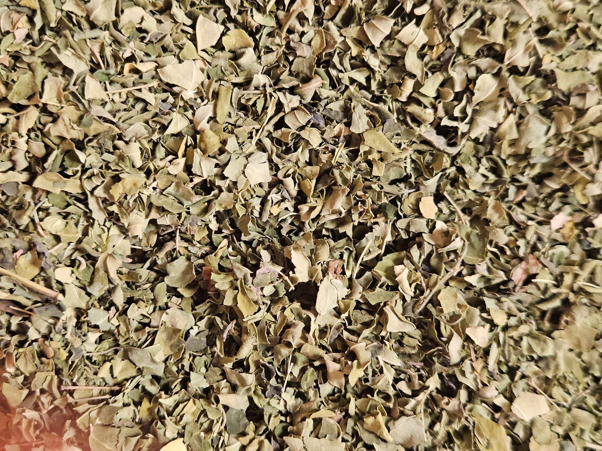 Moringa feuille coupé ( moringa oleifera ) - La farigoule mille et une plante
