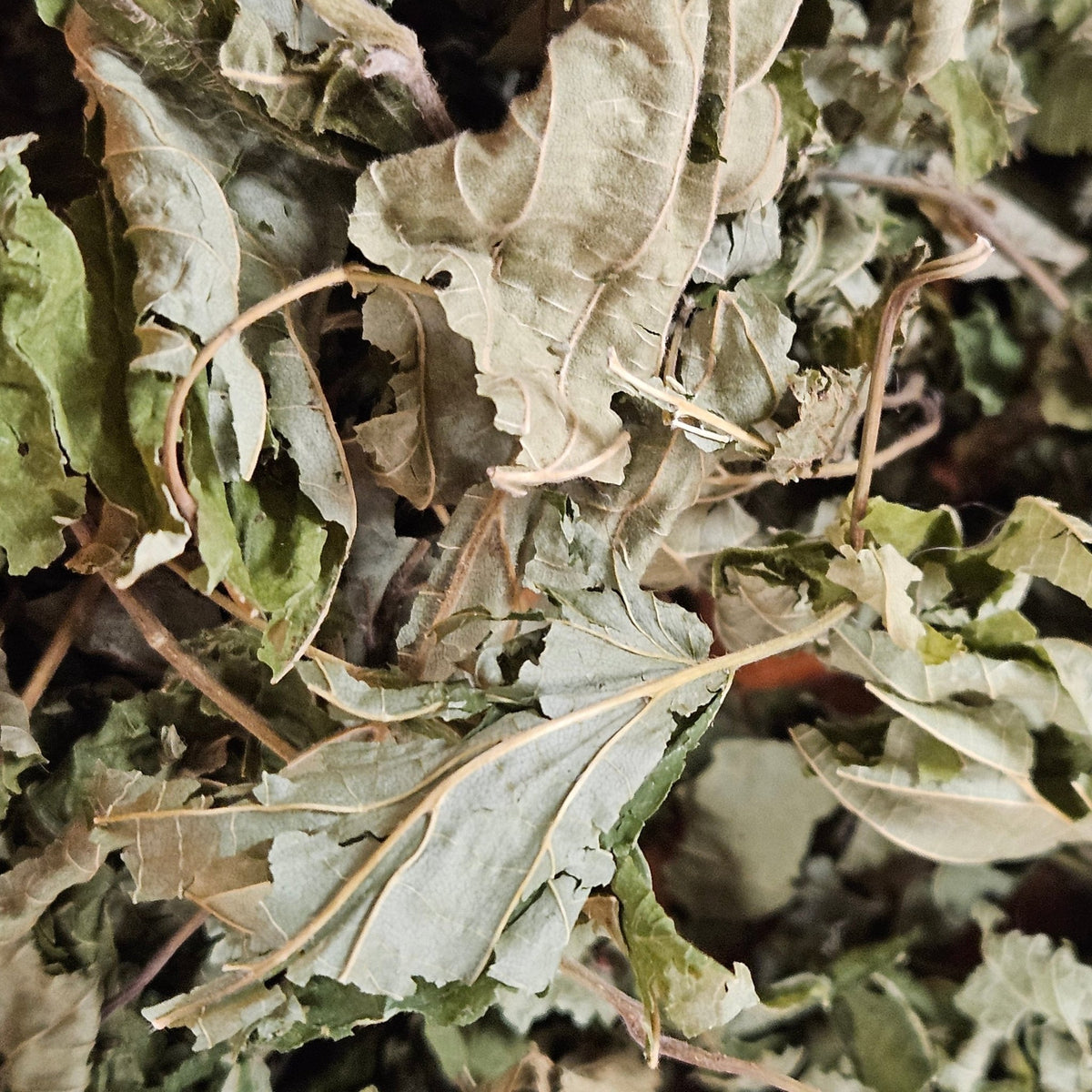 Noisetier feuilles ( Corylus avellana ) - La farigoule mille et une plante
