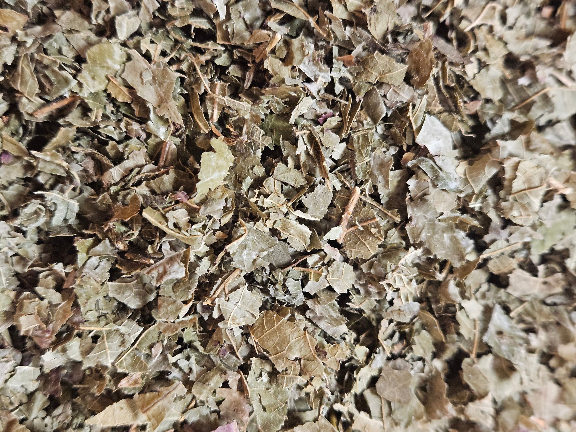 Ronce feuille coupé ( rubus fruticosus ) La farigoule mille et une plante