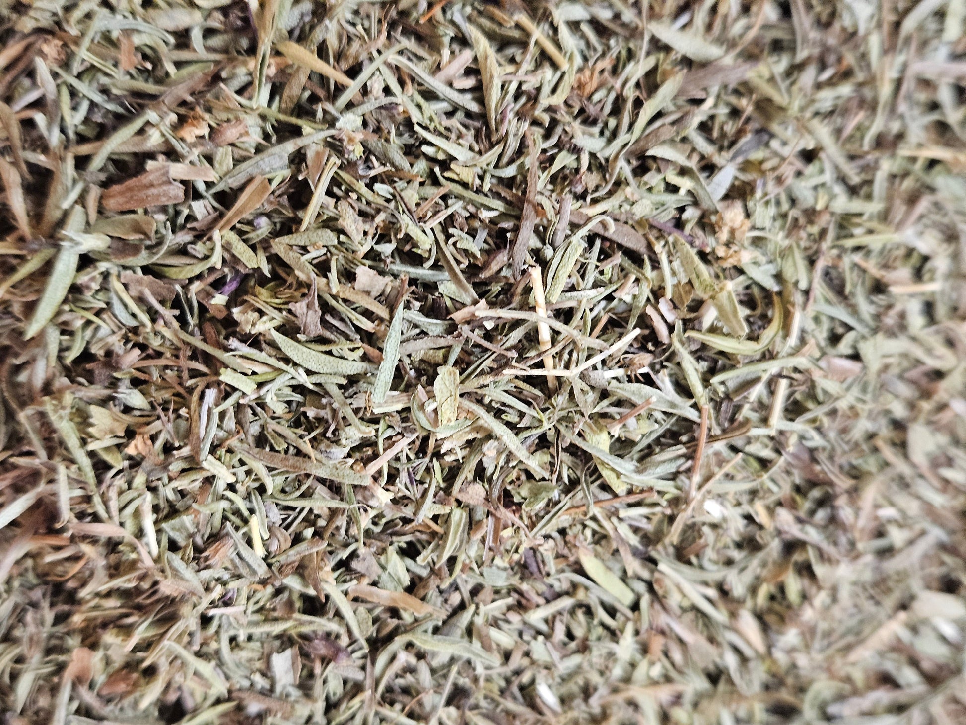 Sarriette feuille coupé ( satureja montana ) La farigoule mille et une plante