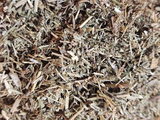 Veronique d'europe centrale partie aérienne coupé ( veronica officinalis ) - La farigoule mille et une plante